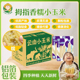 小农人花背萝云南拇指香糯小玉米宝宝辅食甜糯粘玉米棒早代餐轻食 1斤【7-10支尝鲜装】