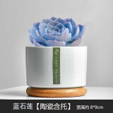 绿荫巷子多肉植物组合套餐肉肉室内植物办公室电脑桌面盆栽好养活小盆栽 【蓝石莲】精养大颗 含瓷盆+托