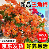 沭之美三角梅盆栽树苗植物室内外阳台庭院四季开花爬藤观花绿植源头直发