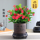 开时果 铁海棠盆栽带花发货 虎刺梅四季开花卉植物盆景绿植源头直发包邮 【禅意款】上善若水盆+圆底托