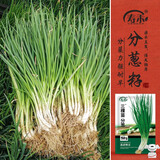寿禾 分葱种子种苗小葱四季家种盆栽蔬菜种籽 潍育三棵苗分葱种子20g