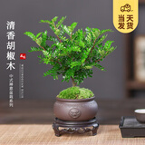 开时果 正宗清香胡椒木盆栽 办公室内桌面植物驱蚊草绿植源头直发包邮 【禅意款】狮头紫砂盆+苔藓+圆形底托