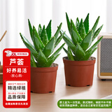 花翁芦荟盆栽室内净化空气绿植物办公桌面多肉四季花卉仙人掌源头直发