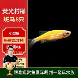 云峰海瑞热带鱼 观赏鱼 观赏鱼小型 斑马鱼 活体 热带鱼活体 小型鱼 活鱼 糖果色斑马鱼-荧光柠檬斑马8只