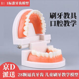 句可 【次日达】牙齿模型幼儿园教学牙模型教具儿童假牙口腔刷牙玩具 牙齿模型1个