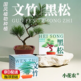 小花农儿童桌面微景观diy材料绿植物国风生态种植小盆栽种子生长观察盒 【黑墨松】种植套装一盒 幼儿园种植客厅书房摆件
