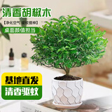 京云梦清香木盆栽防蚊虫驱蚊草绿植桌面盆景清香胡椒木水纹盆源头直发