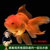 云峰海瑞观赏金鱼 冷水鱼 观赏鱼金鱼 活体鱼 淡水鱼小金鱼活鱼锦鲤鱼 【优选】种鱼红狮9-12cm1条随机