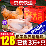 柒岛清远鸡生鲜广东土鸡整只农家散养走地鸡童子鸡特产 【礼盒】老母鸡4只（8斤）