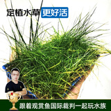 云峰海瑞 鱼缸造景真活体水草草坪水草种子鱼缸草缸造景水族箱装饰前景 迷你牛毛盒（长方盒）1盒