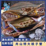 拾鲜生 梭子蟹船冻舟山特大野生螃蟹 新鲜冷冻海蟹海鲜水产3斤梭子蟹7-9两/只 源头直发