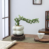 八芽悬崖六月雪盆栽金边老桩弯枝造型中式禅意盆景客厅桌面好养绿植 六月雪-PVC小泡泡盆-紫砂托盘-方木托 带盆栽好