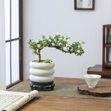 八芽悬崖六月雪盆栽金边老桩弯枝造型中式禅意盆景客厅桌面好养绿植 六月雪-PVC小甜甜圈盆-密胺托盘 带盆栽好