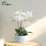 Only you【2小时达】白色蝴蝶兰带花苞花剑花盆真花盆兰花开业生日母亲节 3株白色（瓷盆随机）