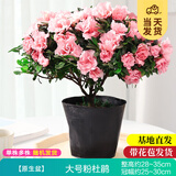 开时果 杜鹃花盆栽带花苞发货 四季开花鲜花卉绿植物盆景源头直发包邮 【带花苞发货】大号粉色杜鹃花+原生盆