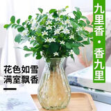 行湘九里香水培绿植盆栽 九里香6-8株+菱形玻璃瓶颜色随机 源头直发