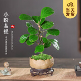 开时果 小盼菩提盆栽（带果发货）中式禅意绿植物桌面盆景源头直发包邮 莲花盆+苔藓+底托（2-5颗果子） 小盼菩提（带果发货-含盆植）