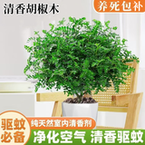沭之美清香胡椒木盆栽驱蚊绿植花卉植物室内外四季常青树苗源头直发