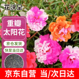 花沃里重瓣太阳花种子2g约2万粒 花卉种子阳台盆栽庭院向日葵凤仙花籽
