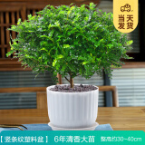 开时果 正宗胡椒木盆栽清香型 桌面植物苗防驱蚊草绿植盆景源头直发包邮 【6年大苗】竖条纹塑料盆+肥料