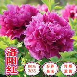 行湘牡丹花苗盆栽绿植花卉庭院植物 洛阳红6-8叉不含盆 源头直发