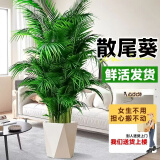叹为观止 大型盆栽 单杆辫子发财树天堂鸟绿萝散尾葵办公室内开业乔迁礼品 散尾葵【1.3—1.5米】 不含盆