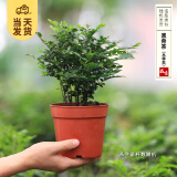 开时果 各类小盆栽绿植素材苗 小叶赤楠造景微景观植物盆景源头直发包邮 小叶紫檀（丛林）
