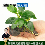 云峰海瑞 水草活体鱼缸造景套餐用品水族箱装饰鱼缸种子沉木活水草 小水榕沉木单头