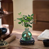 佰花锦水培植物室内花卉绿植盆栽办公室四季常青好养活桌面盆景懒人首选 水培小玻璃瓶+九里香+圆形底座 整体高度约10-20cm/不同植物高度不同