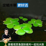 云峰海瑞真水草活体浮萍水草活体植物 鱼缸水草  净化水质 鱼缸造景装饰 圆心萍3颗