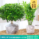 开时果 正宗胡椒木盆栽清香型 桌面植物苗防驱蚊草绿植盆景源头直发包邮 【组合】6年胡椒木+竹柏-2盆
