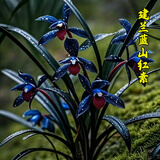 劉閣蘭花超香建兰四季兰当年开花壮苗满屋飘香室内四季常青花卉盆栽草 5苗连体【蓝山红素】