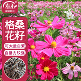 寿禾 格桑花种子种苗波斯菊花种籽 潍丰矮韵格桑花种子(矮秆型)1500粒