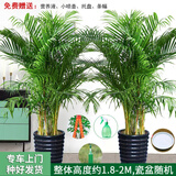 绿韵花田【两小时达】步步高发财树盆栽植物室内大型植物客厅开业公司门口 散尾葵一对