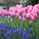 春草碧香雪兰种球小苍兰种球郁金香种球子室内阳台四季开花卉绿植物盆栽 V郁金香种球 神秘梦幻2颗