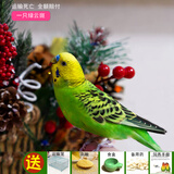 朗缤 鹦鹉活体鸟活物虎皮鹦鹉宠物活鸟玄凤鹦鹉手养鸟会说话幼鸟幼崽 一只绿斑（公母可选）