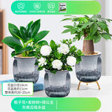 绿有意绿植盆栽桌面水培绿植办公室植物懒人好养盆景水养植物 【热套餐】栀子花+发财树+绿公主 含盆