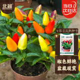 北蔬 七彩椒种子苗盆栽观赏五彩小泡椒辣椒种籽 七彩小尖椒种子300粒