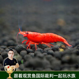 云峰海瑞黑壳虾清洁虾观赏虾活体淡水 鱼缸水族箱水草缸清洁除藻淡水宠物 【漂亮清洁虾】极火虾20+5备损