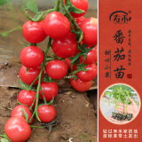 寿禾 蔬菜苗活苗带土发货大全菜苗种苗春夏各种秧苗山东寿光苗子阳台 圆果甜心圣女果苗 6棵