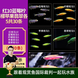 云峰海瑞热带鱼 观赏鱼 观赏鱼小型 斑马鱼 活体 热带鱼活体 小型鱼 活鱼 红10蓝莓柠檬苹果翡翠各5共30条