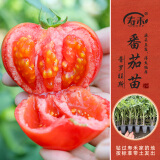 寿禾 蔬菜苗活苗带土发货大全菜苗种苗春夏各种秧苗山东寿光苗子阳台 [水果番茄型]普罗旺斯番茄苗6棵