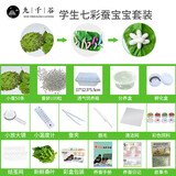 九千谷新鲜桑叶新鲜蚕宝宝饲料学生养蚕大叶小蚕鲜嫩桑叶 七彩蚕宝宝套装