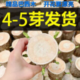 绿荫巷子带芽巴西木水培植物幸运木桌面绿植盆栽办公室室内水养小盆栽景 带4-5个芽【不含盆】 【大号】直径7-8厘米 含营养液