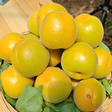 璞煜苑【2026年】新鲜大黄杏 温室时令杏子  现摘酸甜生鲜水果杏净重 5斤分享