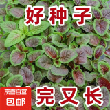 【割完又长】红苋菜种子大叶四季播大圆叶苋蔬菜籽阳台盆栽野菜籽 一点红苋菜种子 买三包送二包约5000粒