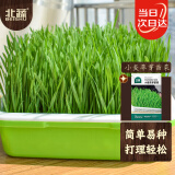 北蔬 小麦草种子种苗水培小麦苗猫草蔬菜种籽 小麦草芽苗菜种子500g