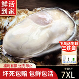 龙味福【活鲜】生蚝 乳山牡蛎 新鲜海蛎子生鲜贝类 【稀有超大号】7XL净重4斤（4-6只）
