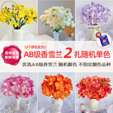 悦多彩 鲜花速递情人节 天堂鸟跳舞兰马蹄莲茉莉花洋兰云南基地直发 随机单色香雪兰 2扎（2个色8-10支/扎  ）