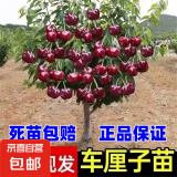 正宗嫁接车厘子树苗大樱桃树苗桃树李子盆栽果树苗南北方种植带土 【保真】黑珍珠樱桃树6年苗一颗
